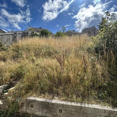 Overgrown Garden Before